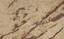 Ivory Brown